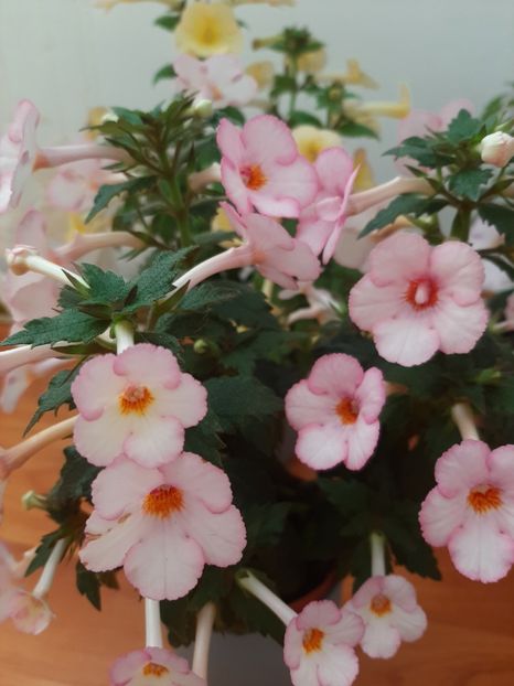  - achimenes-primele incercari