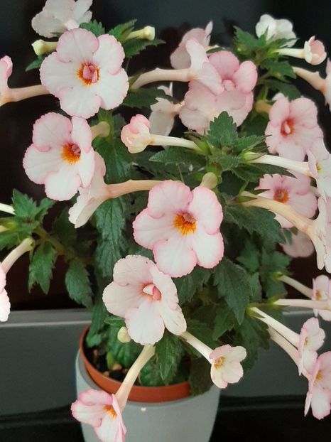 - achimenes-primele incercari