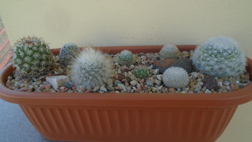 Grup de 8 Mammillaria - Cactusi 2020 evolutie vara
