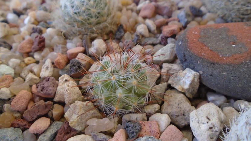 Mammillaria jaliscana - Cactusi 2020 evolutie vara