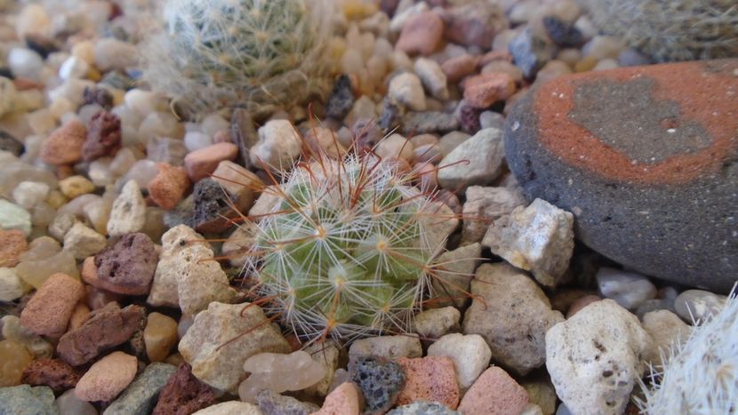 Mammillaria jaliscana - Cactusi 2020 evolutie vara