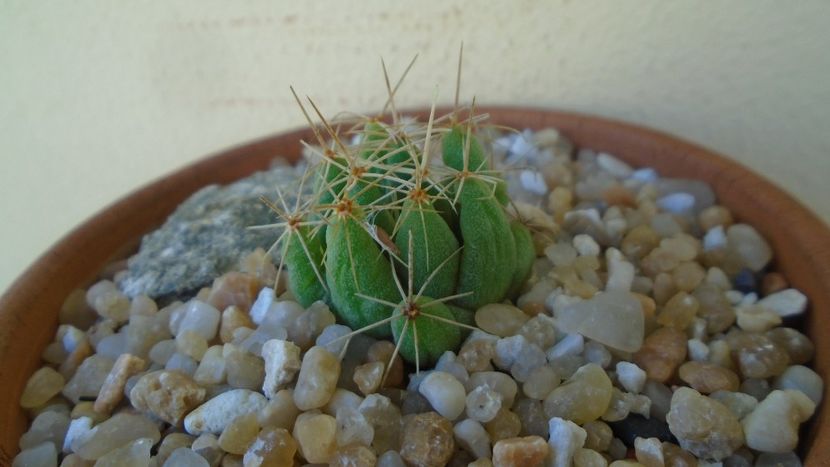 Dolichothele longimamma - Cactusi 2020 evolutie vara