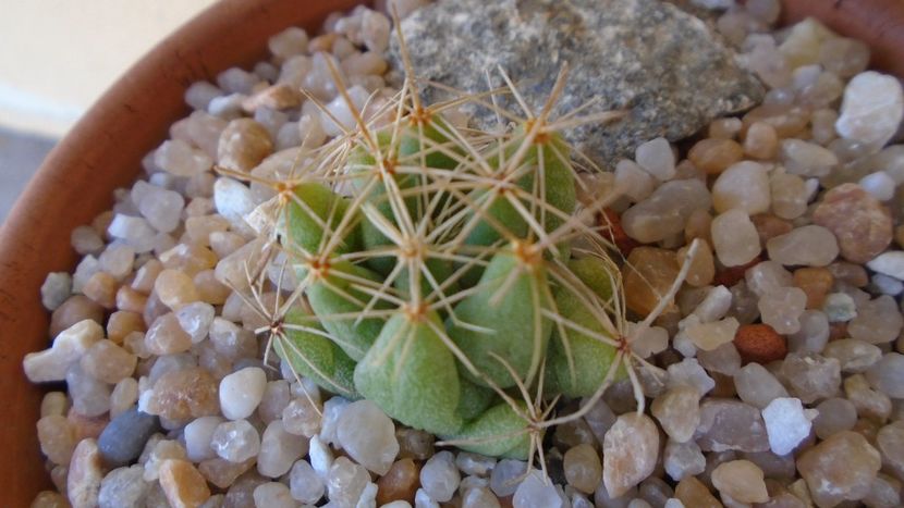 Dolichothele longimamma - Cactusi 2020 evolutie vara
