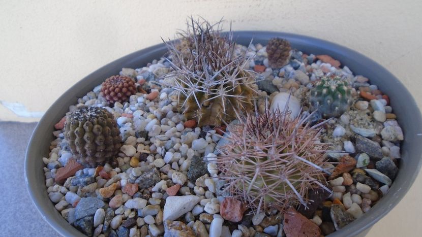 Grup de 7 Eriosyce - Cactusi 2020 evolutie vara