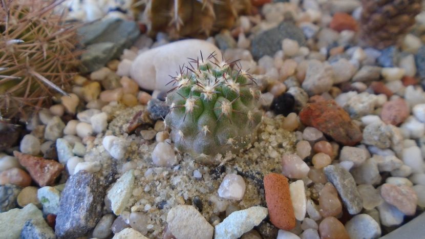 Eriosyce islayensis (Islaya copiapoides) - Cactusi 2020 evolutie vara