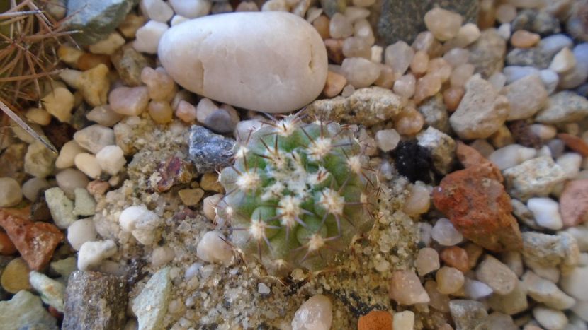 Eriosyce islayensis (Islaya copiapoides) - Cactusi 2020 evolutie vara