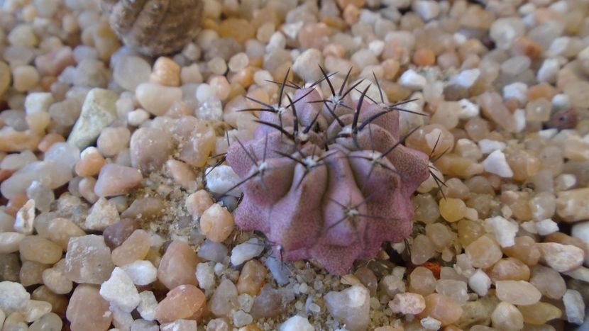 Eriosyce taltalensis ssp. paucicostata (Neoporteria paucicostata) - Cactusi 2020 evolutie vara