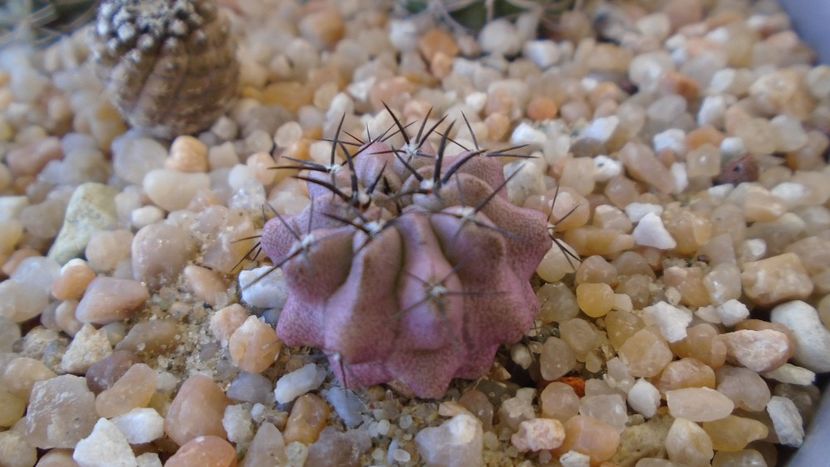 Eriosyce taltalensis ssp. paucicostata (Neoporteria paucicostata) - Cactusi 2020 evolutie vara