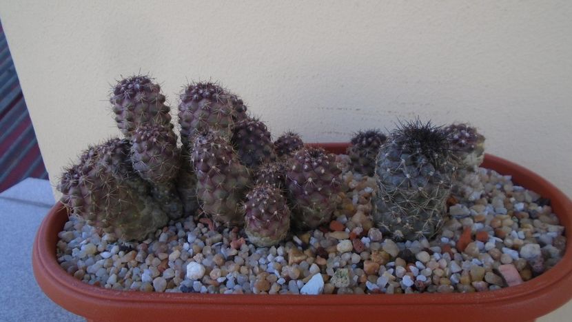 Grup de 4 Copiapoa - Cactusi 2020 evolutie vara