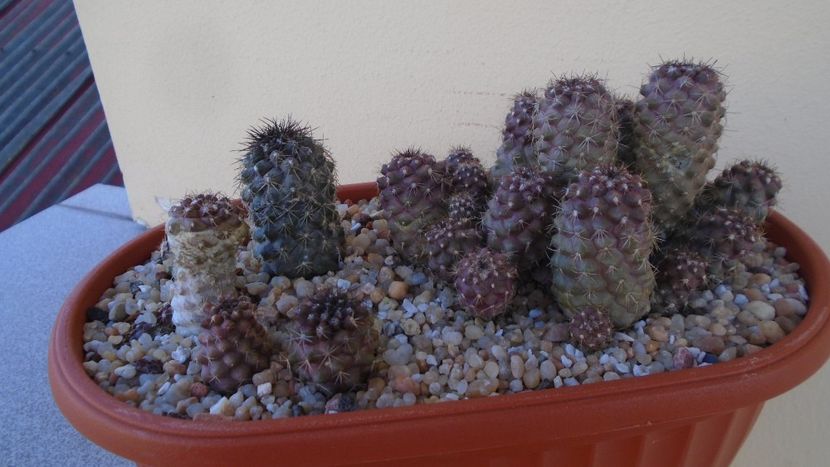 Grup de 4 Copiapoa - Cactusi 2020 evolutie vara