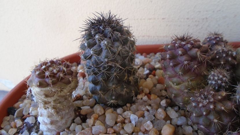 Copiapoa taltalensis (montana) - Cactusi 2020 evolutie vara