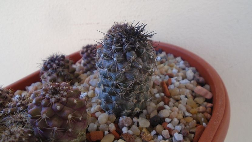 Copiapoa taltalensis (montana) - Cactusi 2020 evolutie vara