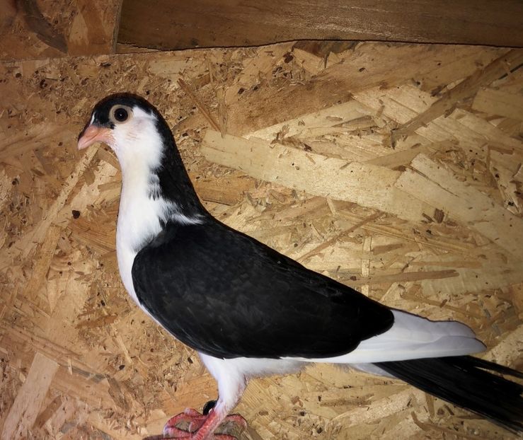 8718  femelă  2020_1 - tineret 2020