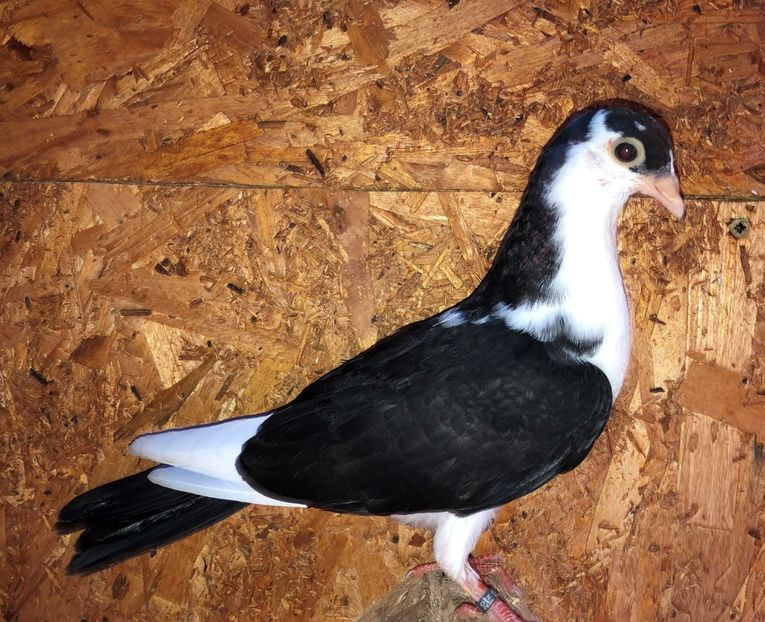 8718  femelă  2020_2 - tineret 2020