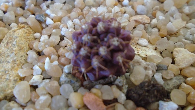 Eriosyce taltalensis ssp. paucicostata (Neoporteria paucicostata) - Cactusi 2020 evolutie vara