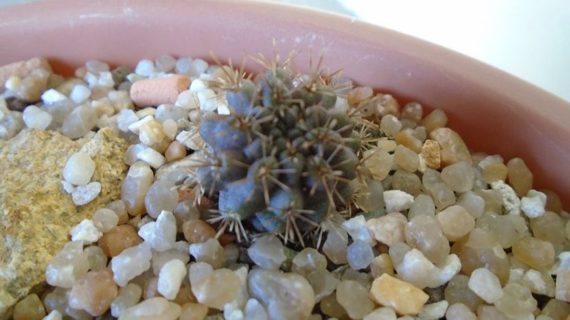 Eriosyce kunzei (Neochilenia eriosyzoides) - Cactusi 2020 evolutie vara