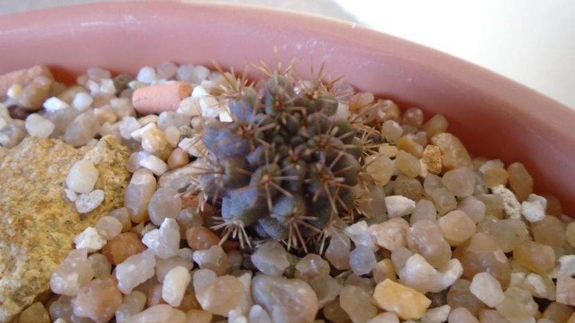 Eriosyce kunzei (Neochilenia eriosyzoides) - Cactusi 2020 evolutie vara