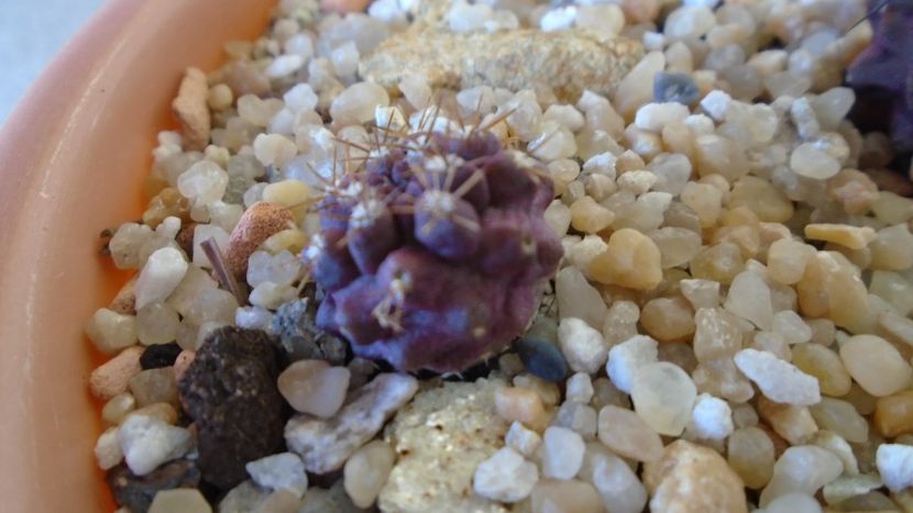Eriosyce taltalensis ssp. paucicostata (Neoporteria paucicostata) - Cactusi 2020 evolutie vara