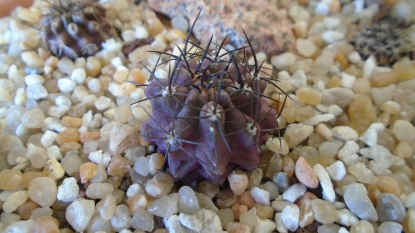 Eriosyce napina (Neochilenia mitis) - Cactusi 2020 evolutie vara