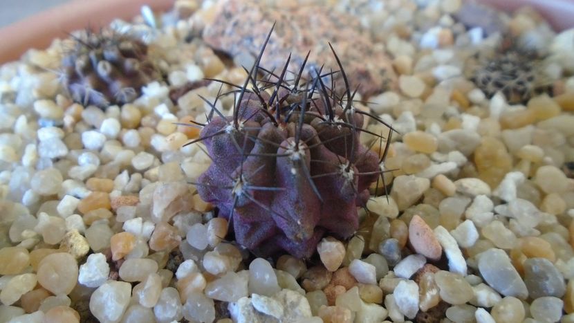 Eriosyce napina (Neochilenia mitis) - Cactusi 2020 evolutie vara