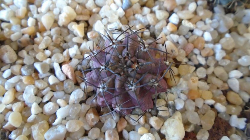 Eriosyce napina (Neochilenia mitis) - Cactusi 2020 evolutie vara