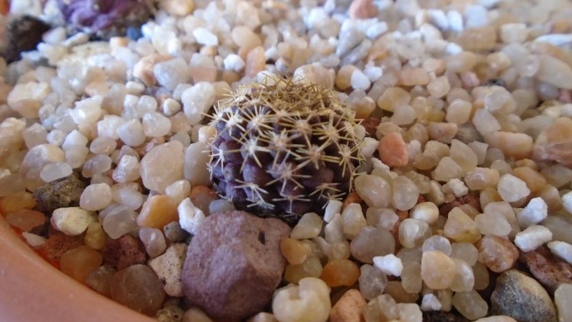 Eriosyce taltalensis ssp. paucicostata (Neoporteria paucicostata) - Cactusi 2020 evolutie vara