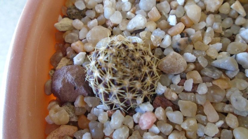 Eriosyce taltalensis ssp. paucicostata (Neoporteria paucicostata) - Cactusi 2020 evolutie vara