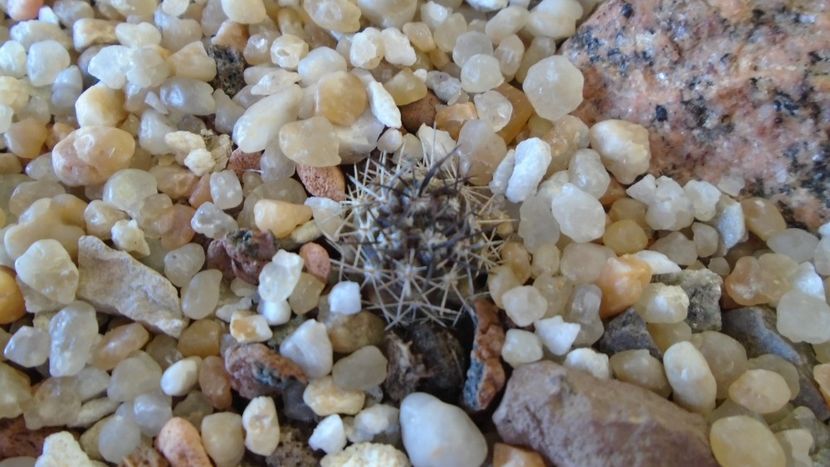 Eriosyce curvispina (Neochilenia jussieui) - Cactusi 2020 evolutie vara