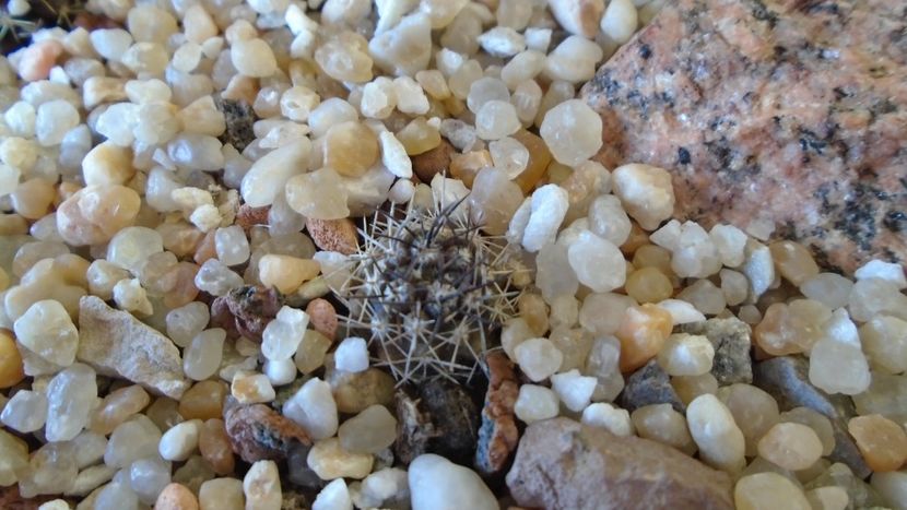 Eriosyce curvispina (Neochilenia jussieui) - Cactusi 2020 evolutie vara