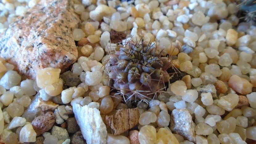 Eriosyce odieri ssp. krausii (Neochilenia odieri v. mebbesii) - Cactusi 2020 evolutie vara