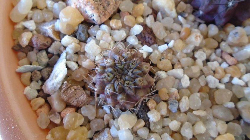 Eriosyce odieri ssp. krausii (Neochilenia odieri v. mebbesii) - Cactusi 2020 evolutie vara