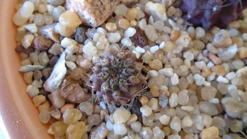 Eriosyce odieri ssp. krausii (Neochilenia odieri v. mebbesii) - Cactusi 2020 evolutie vara
