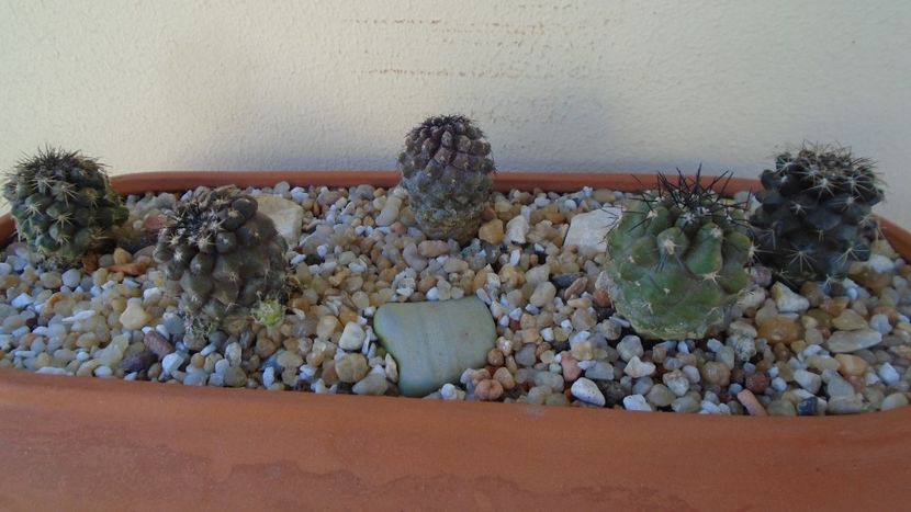 Grup de 5 Copiapoa - Cactusi 2020 evolutie vara