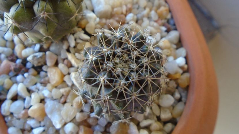Copiapoa humilis ssp. tenuissima - Cactusi 2020 evolutie vara