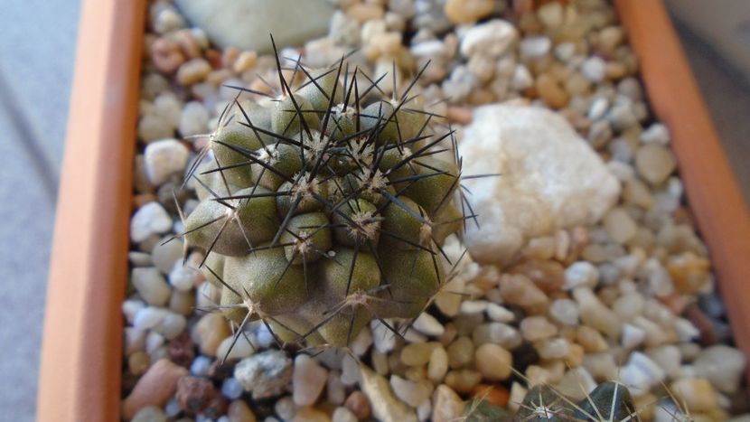 Copiapoa marginata (Copiapoa streptocaulon) - Cactusi 2020 evolutie vara