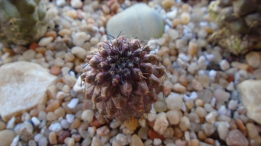Copiapoa grandiflora - Cactusi 2020 evolutie vara