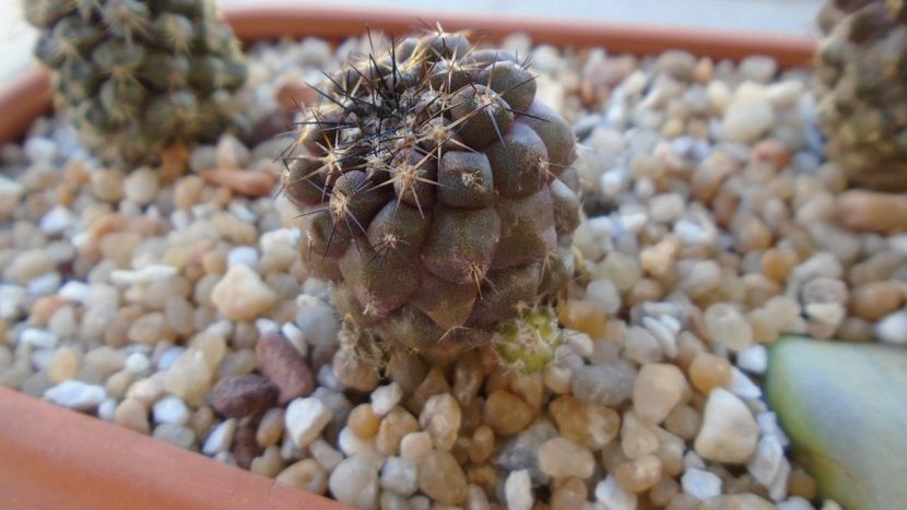 Copiapoa megarrhiza - Cactusi 2020 evolutie vara