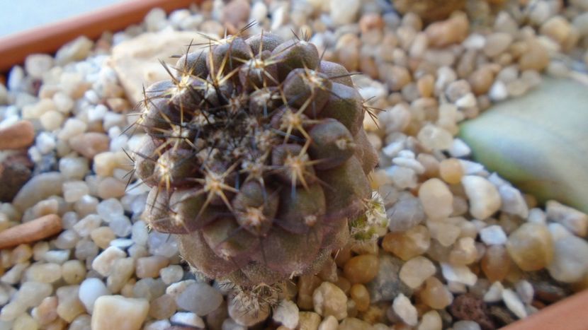 Copiapoa megarrhiza - Cactusi 2020 evolutie vara