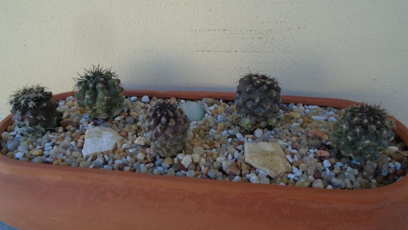 Grup de 5 Copiapoa - Cactusi 2020 evolutie vara