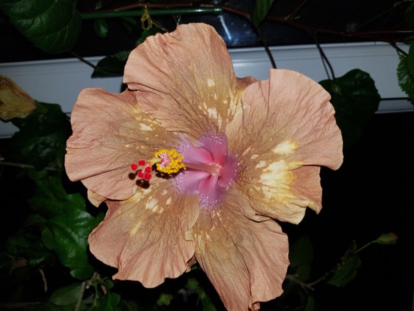 Antique Treasure - SEMINTE HIBISCUS