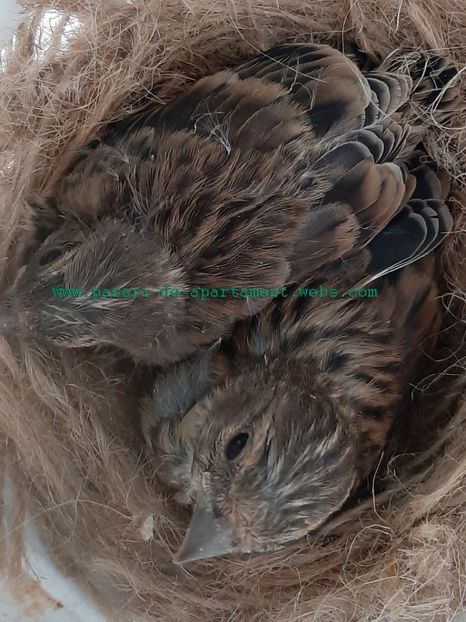 Cei doi fratiori superbi! - 2020 Pietrusei - pui