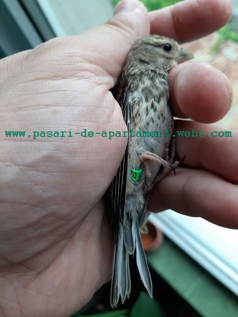 Arata a pietrusel deja, dar e neintarcat. - 2020 Pietrusei - pui