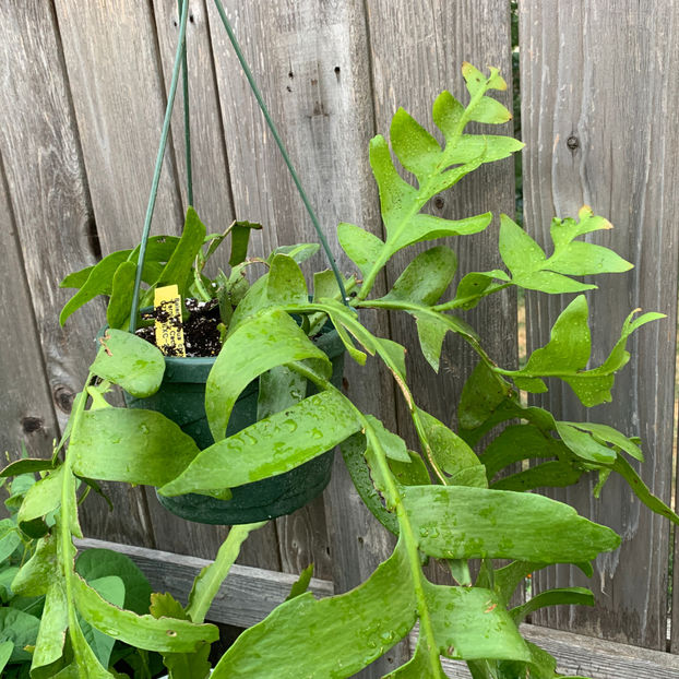 Selenicereus chrysocardium - Jurnalul gradinii 2020