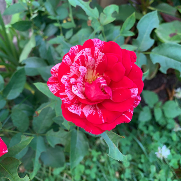  - Jurnalul gradinii 2020