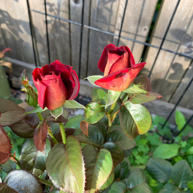  - Jurnalul gradinii 2020