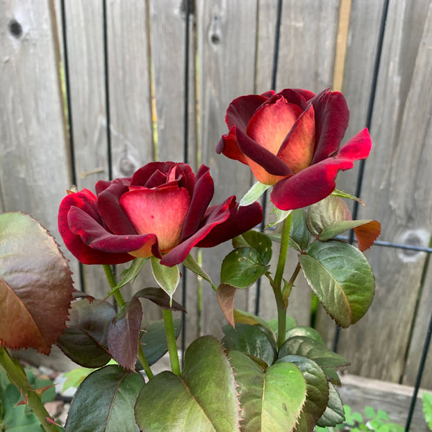  - Jurnalul gradinii 2020