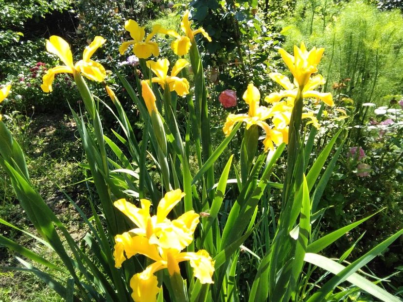  - Gradina primăvara 2020