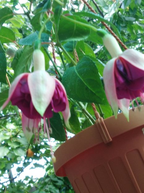 Provence - My Fuchsia Collection