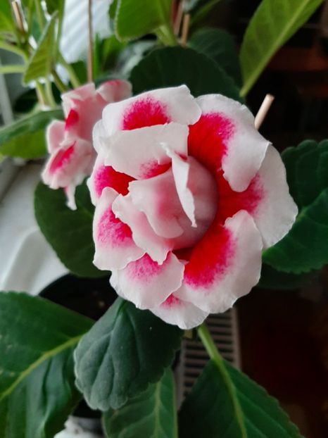  - gloxinii_2020