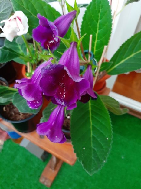  - gloxinii_2020